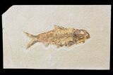 Bargain, Fossil Fish (Knightia) - Wyoming #89140-1